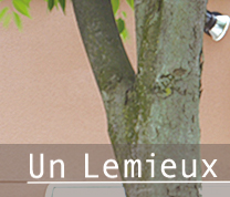 PATISSERIE Un Lemieux